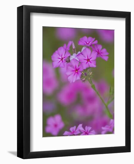 Phlox in Bloom Near Devine, Texas, USA-Darrell Gulin-Framed Photographic Print