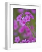 Phlox in Bloom Near Devine, Texas, USA-Darrell Gulin-Framed Photographic Print