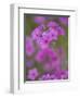 Phlox in Bloom Near Devine, Texas, USA-Darrell Gulin-Framed Photographic Print