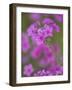 Phlox in Bloom Near Devine, Texas, USA-Darrell Gulin-Framed Photographic Print