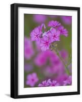 Phlox in Bloom Near Devine, Texas, USA-Darrell Gulin-Framed Photographic Print