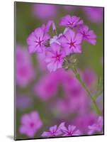 Phlox in Bloom Near Devine, Texas, USA-Darrell Gulin-Mounted Photographic Print