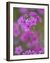 Phlox in Bloom Near Devine, Texas, USA-Darrell Gulin-Framed Photographic Print