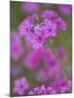 Phlox in Bloom Near Devine, Texas, USA-Darrell Gulin-Mounted Photographic Print