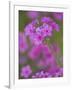 Phlox in Bloom Near Devine, Texas, USA-Darrell Gulin-Framed Photographic Print