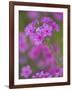 Phlox in Bloom Near Devine, Texas, USA-Darrell Gulin-Framed Photographic Print