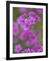 Phlox in Bloom Near Devine, Texas, USA-Darrell Gulin-Framed Photographic Print