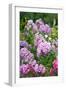 Phlox in the Garden Patch-Brigitte Protzel-Framed Photographic Print