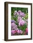 Phlox in the Garden Patch-Brigitte Protzel-Framed Photographic Print