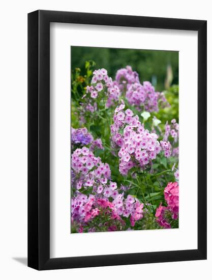 Phlox in the Garden Patch-Brigitte Protzel-Framed Photographic Print