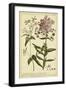 Phlox, Pl. CCV-Phillip Miller-Framed Art Print