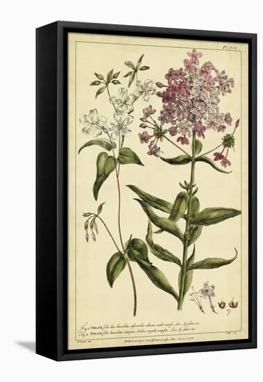 Phlox, Pl. CCV-Phillip Miller-Framed Stretched Canvas