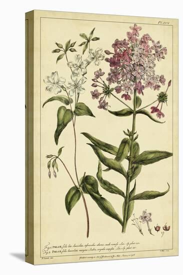 Phlox, Pl. CCV-Phillip Miller-Stretched Canvas