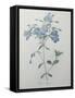 Phlox Reptans-Pierre-Joseph Redoute-Framed Stretched Canvas