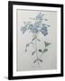 Phlox Reptans-Pierre-Joseph Redoute-Framed Art Print