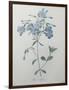 Phlox Reptans-Pierre-Joseph Redoute-Framed Art Print