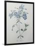 Phlox Reptans-Pierre-Joseph Redoute-Framed Art Print