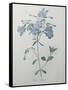 Phlox Reptans-Pierre-Joseph Redoute-Framed Stretched Canvas