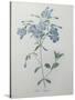 Phlox Reptans-Pierre-Joseph Redoute-Stretched Canvas