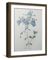 Phlox Reptans-Pierre-Joseph Redoute-Framed Art Print