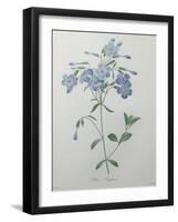 Phlox Reptans-Pierre-Joseph Redoute-Framed Art Print