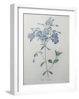 Phlox Reptans-Pierre-Joseph Redoute-Framed Art Print