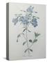 Phlox Reptans-Pierre-Joseph Redoute-Stretched Canvas