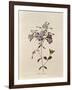 Phlox Reptans-Pierre-Joseph Redouté-Framed Giclee Print