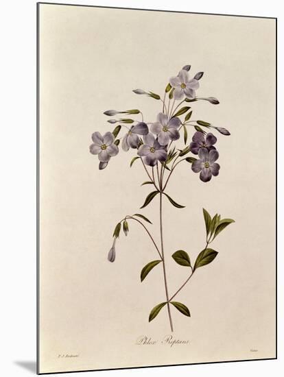 Phlox Reptans-Pierre-Joseph Redouté-Mounted Giclee Print