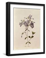 Phlox Reptans-Pierre-Joseph Redouté-Framed Giclee Print