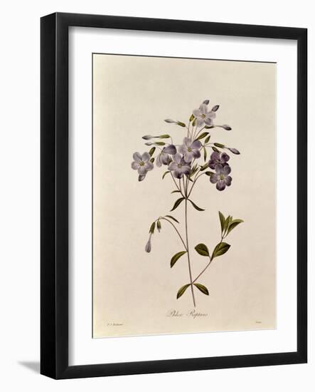 Phlox Reptans-Pierre-Joseph Redouté-Framed Giclee Print