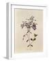 Phlox Reptans-Pierre-Joseph Redouté-Framed Giclee Print