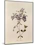 Phlox Reptans-Pierre-Joseph Redouté-Mounted Giclee Print