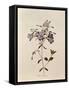 Phlox Reptans-Pierre-Joseph Redouté-Framed Stretched Canvas