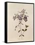 Phlox Reptans-Pierre-Joseph Redouté-Framed Stretched Canvas