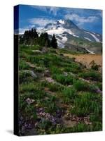 Phlox Wildflowers & Mt. Hood-Steve Terrill-Stretched Canvas