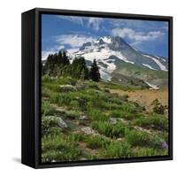 Phlox Wildflowers & Mt. Hood-Steve Terrill-Framed Stretched Canvas