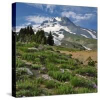Phlox Wildflowers & Mt. Hood-Steve Terrill-Stretched Canvas