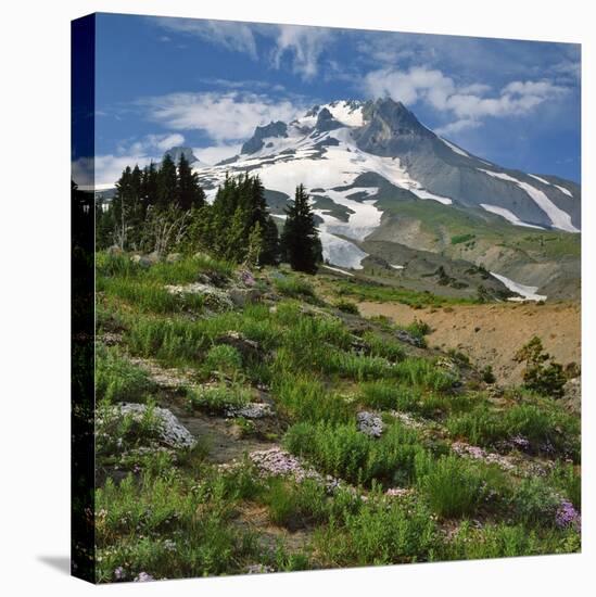 Phlox Wildflowers & Mt. Hood-Steve Terrill-Stretched Canvas