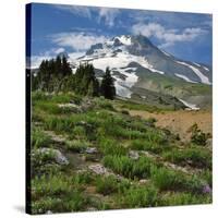 Phlox Wildflowers & Mt. Hood-Steve Terrill-Stretched Canvas