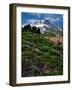 Phlox Wildflowers & Mt. Hood-Steve Terrill-Framed Photographic Print