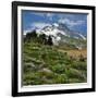 Phlox Wildflowers & Mt. Hood-Steve Terrill-Framed Photographic Print