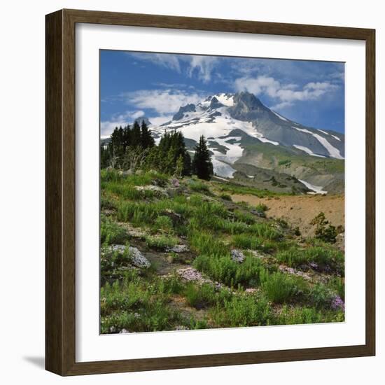 Phlox Wildflowers & Mt. Hood-Steve Terrill-Framed Photographic Print