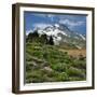 Phlox Wildflowers & Mt. Hood-Steve Terrill-Framed Photographic Print