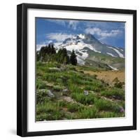 Phlox Wildflowers & Mt. Hood-Steve Terrill-Framed Photographic Print