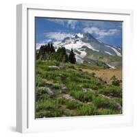 Phlox Wildflowers & Mt. Hood-Steve Terrill-Framed Photographic Print