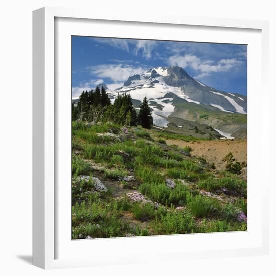 Phlox Wildflowers & Mt. Hood-Steve Terrill-Framed Photographic Print