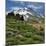 Phlox Wildflowers & Mt. Hood-Steve Terrill-Mounted Photographic Print