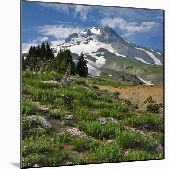 Phlox Wildflowers & Mt. Hood-Steve Terrill-Mounted Photographic Print