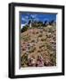 Phlox Wildflowers-Steve Terrill-Framed Photographic Print